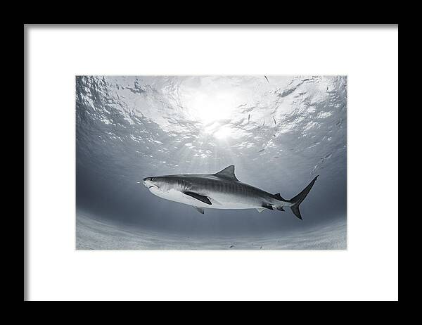 Shark Framed Print featuring the photograph Tiger Rays by Ken Kiefer