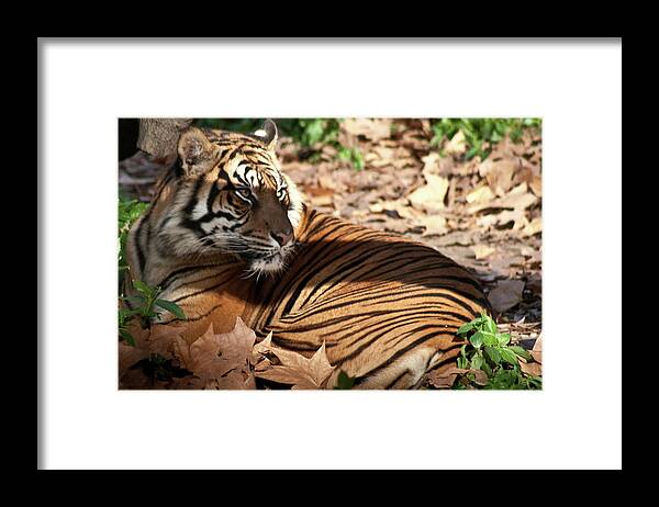 Catalonia Framed Print featuring the photograph Tiger Starring At Zoo by Artur Debat