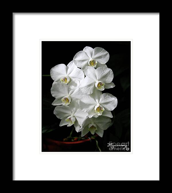 Flora Framed Print featuring the photograph Tight-knit Group by Mariarosa Rockefeller