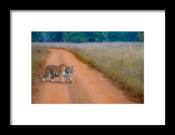 Tigress
Prowl
Catwalk
Jungle
Forest
Tiger
Nature Framed Print featuring the photograph Tigress On The Prowl by Manish Nagpal