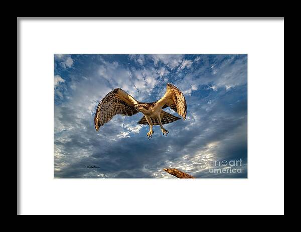Ospreys Framed Print featuring the photograph Time To Fly TWO by DB Hayes