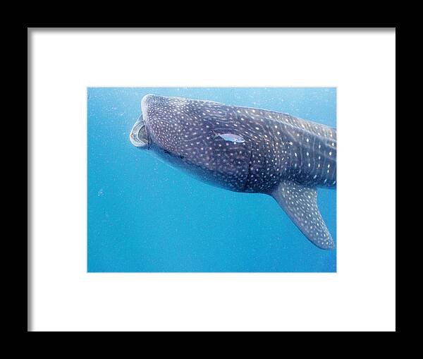 Ocean Framed Print featuring the photograph Time To Krill by Lynne Browne