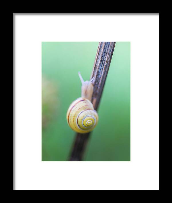 Nature Framed Print featuring the photograph Tiny Snail with a yellow shell by Anita Nicholson