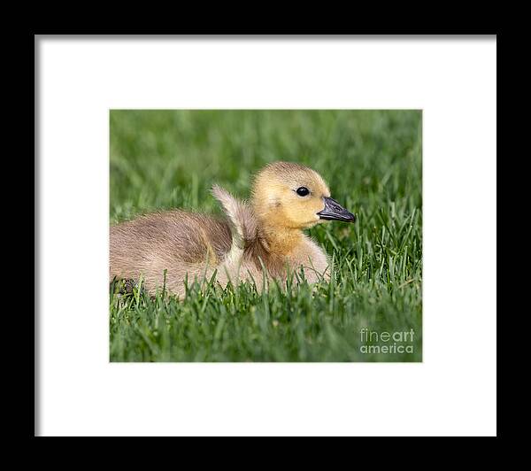 Photography Framed Print featuring the photograph Tiny Wings by Alma Danison