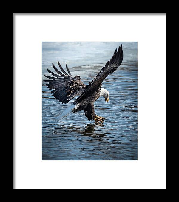 Eagle Framed Print featuring the photograph Tippy Talon by Laura Hedien
