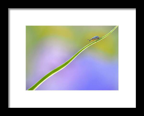 Insect Framed Print featuring the photograph Toboggan Diagonally... by Thierry Dufour