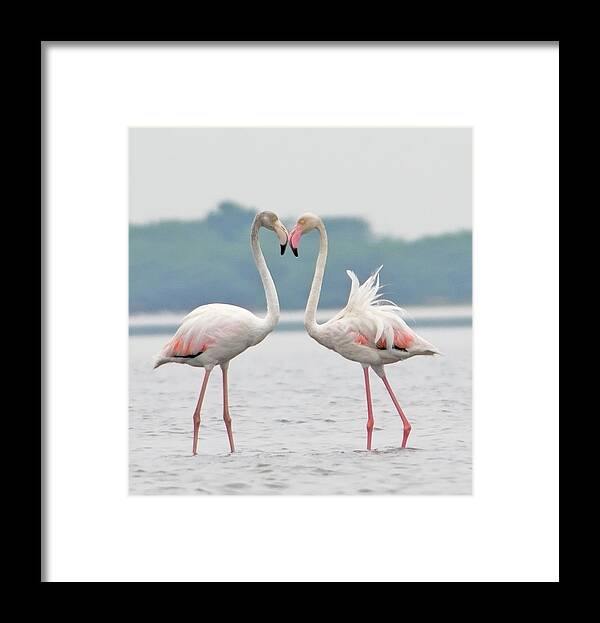 Animal Themes Framed Print featuring the photograph Together For Life by Photo Courtesy Prasanth