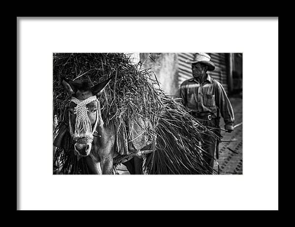 Donkey Framed Print featuring the photograph Together From Work by Pavol Stranak