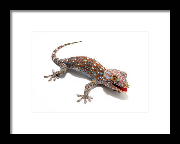 Lizard Framed Print featuring the photograph Tokay Gecko by Nathan Abbott