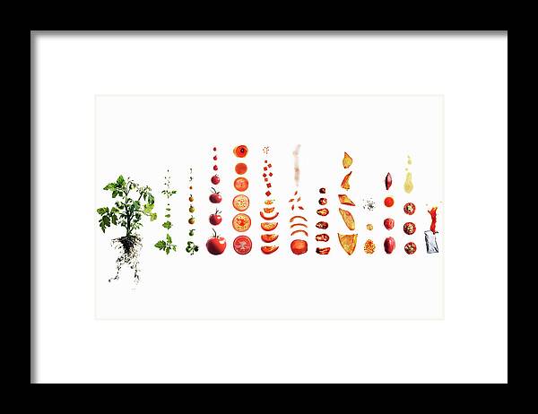 White Background Framed Print featuring the photograph Tomato Dissection From Plant To Ketchup by Maren Caruso