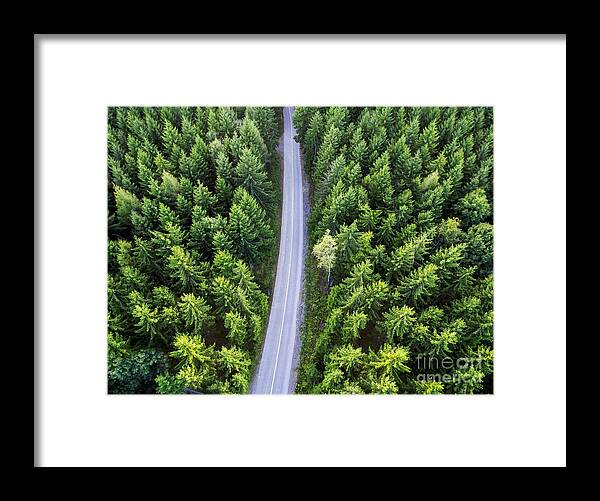Forest Framed Print featuring the photograph Top view of dark green forest landscape in winter. Aerial nature by Jelena Jovanovic