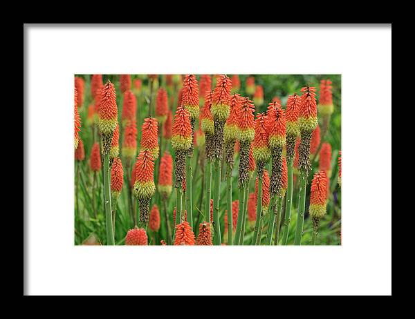 Color Image Framed Print featuring the photograph Torch Lily by Aimintang