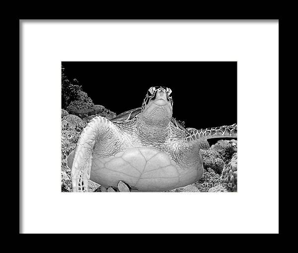 Sea Turtle Framed Print featuring the photograph Tortuga Beauty by Becqi Sherman