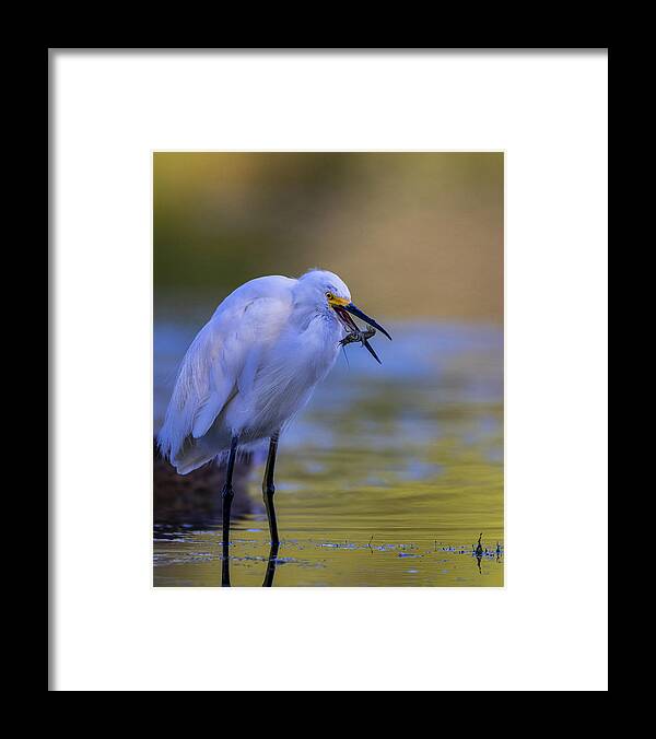 Snowy Egret Wildlife Feathers Catch Soft Colors Nature Feathers Framed Print featuring the photograph Tossing The Catch by Verdon