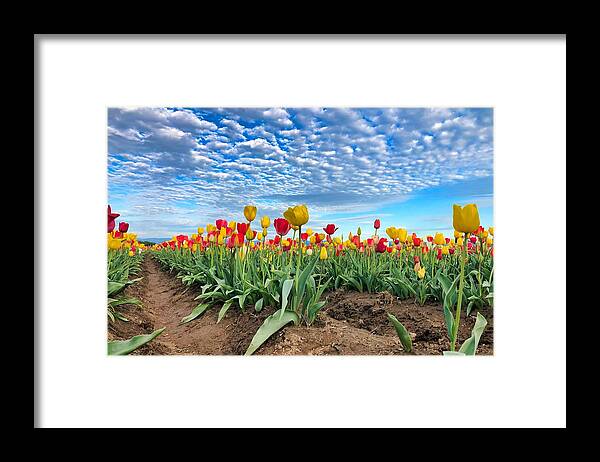 Tulips Framed Print featuring the photograph Touch The Sky by Brian Eberly