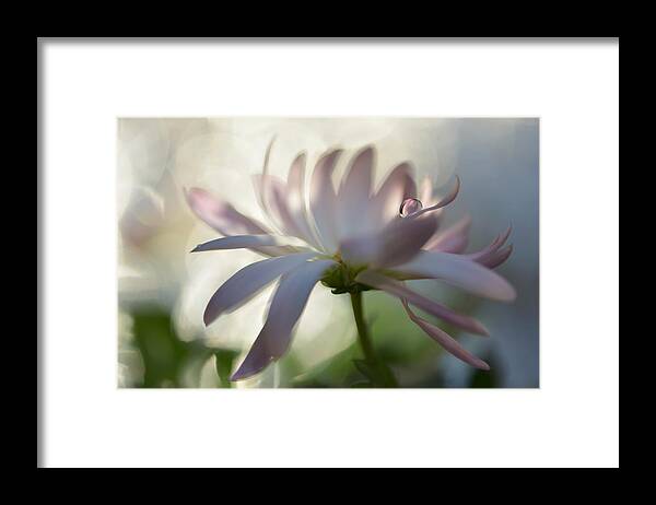 Drop Framed Print featuring the photograph Touched By A Drop by Heidi Westum