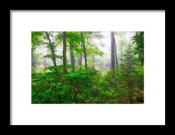 Art Prints Framed Print featuring the photograph Ramsey Cascade Trail by Nunweiler Photography