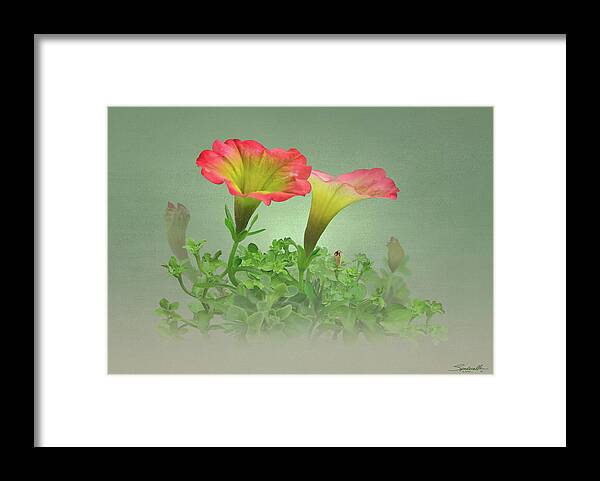 Flower Framed Print featuring the digital art Trailing Petunia by M Spadecaller