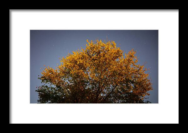 Astrophotography Framed Print featuring the photograph Tree and Stars Wide by Jason Fink