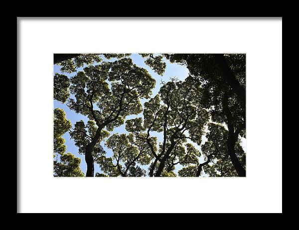 Trees Framed Print featuring the photograph Tree Canopy by Ben Foster