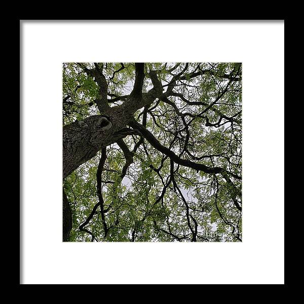 Tree Framed Print featuring the photograph Tree - Ireland by Anita Adams