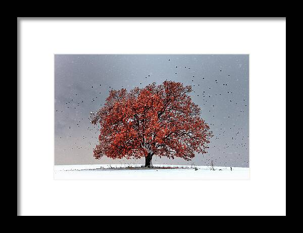 Bulgaria Framed Print featuring the photograph Tree Of Life by Evgeni Dinev