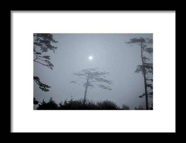  Framed Print featuring the photograph Coastal Tree Series 5 of 7 by Scenic Edge Photography