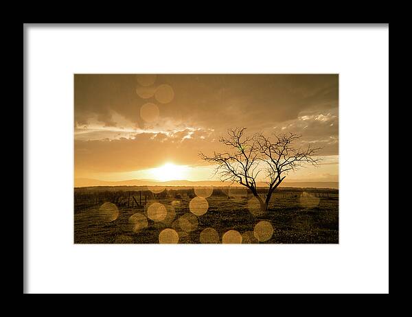Sunset Framed Print featuring the photograph Tree Sunset by Wesley Aston