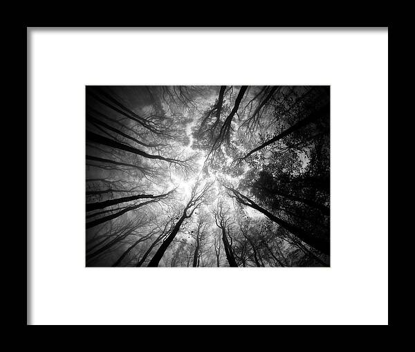 Tree Framed Print featuring the photograph Tree Tops by Ajven
