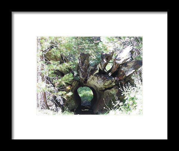 Tranquility Framed Print featuring the photograph Tree With A Hole by Karthik Rajan