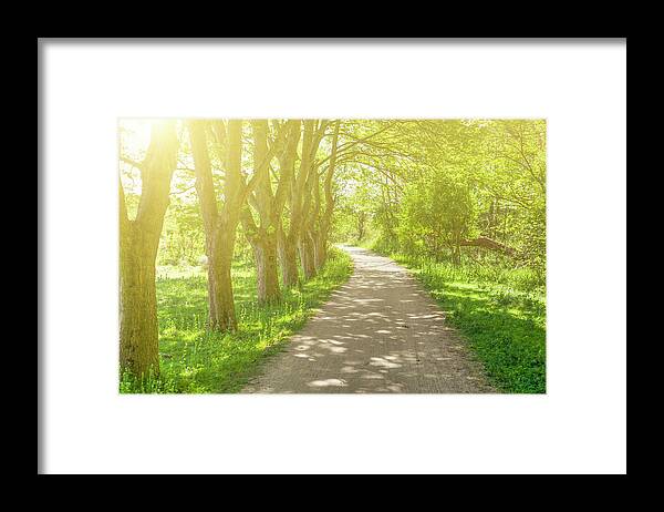Scenics Framed Print featuring the photograph Treelined Footpath In The Spring Dutch by Cirano83