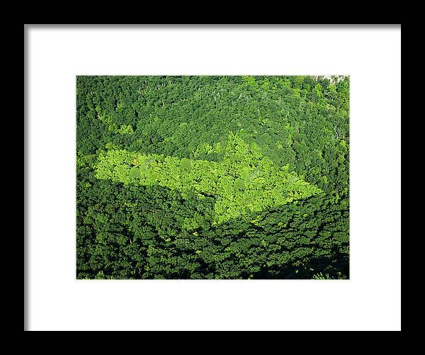 Outdoors Framed Print featuring the photograph Trees With Arrow Shape by Thomas Jackson