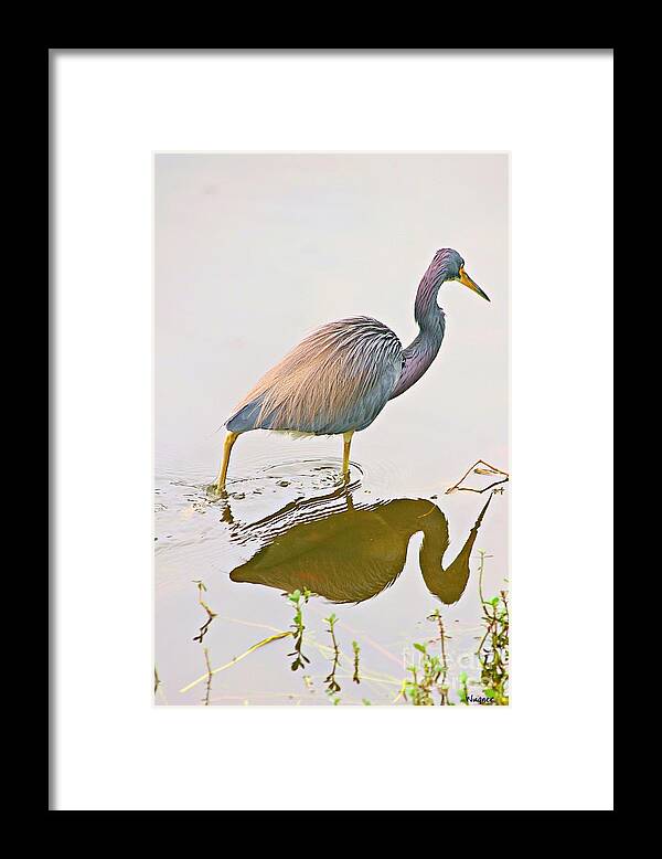 Tricolor Heron Framed Print featuring the photograph Tri-color Heron by Hilda Wagner