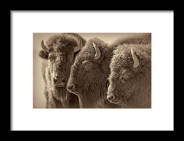 Buffalo Framed Print featuring the photograph Trio American Bison Sepia Brown by Jennie Marie Schell