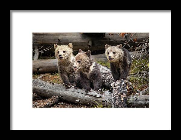Bear Framed Print featuring the photograph Triple sass by Peter Mangolds
