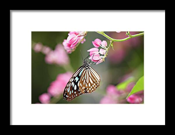 Insect Framed Print featuring the photograph Tropical Butterfly On Flower, Close-up by Wilfried Krecichwost
