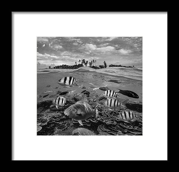 Disk1215 Framed Print featuring the photograph Tropical Fish In Paradise by Tim Fitzharris