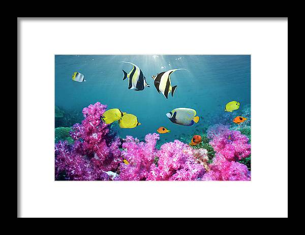 Tranquility Framed Print featuring the photograph Tropical Reef Fish Over Soft Corals by Georgette Douwma