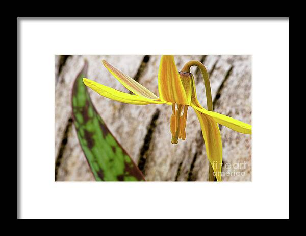 Botanical Wall Art Framed Print featuring the photograph Trout Lily Native Michigan Spring Wildflower by Mark Graf
