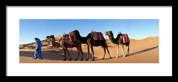 Working Animal Framed Print featuring the photograph Tuareg Man & Camel, Sahara Desert by Peter Adams