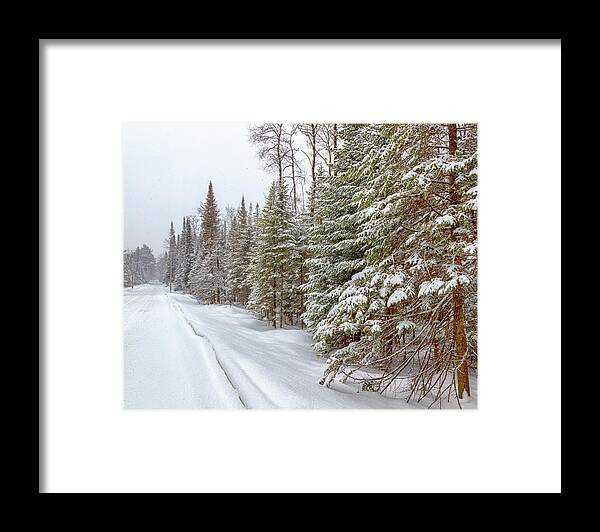 Pines Framed Print featuring the photograph Tug Hill Pines by Rod Best