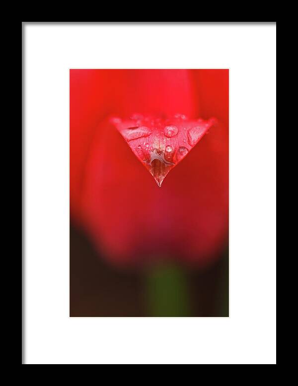 Petal Framed Print featuring the photograph Tulip Abstract by Laszlo Podor