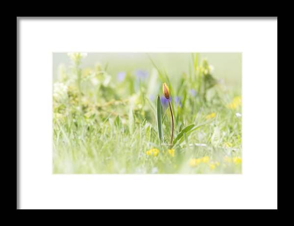 Bokeh Framed Print featuring the photograph Tulip by Antale.b
