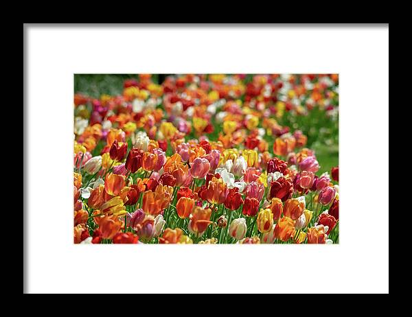 Tulips Framed Print featuring the photograph Tulip Bounty by Mary Ann Artz