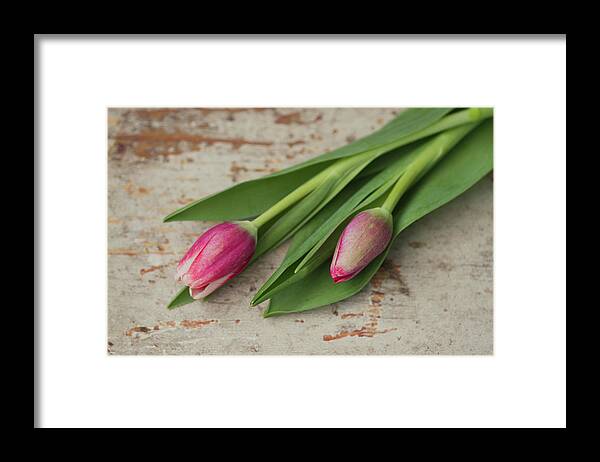 Bud Framed Print featuring the photograph Tulip Buds by Elin Enger