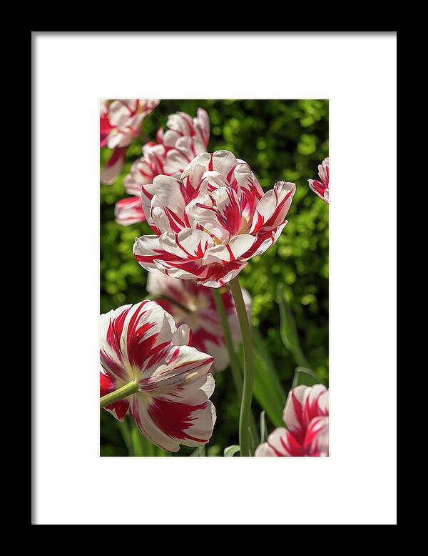 Tulip Framed Print featuring the photograph Tulip Carnival de Nice by Dawn Cavalieri