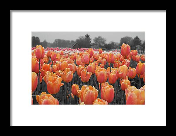 Cascades Framed Print featuring the photograph Tulip Farm by Dylan Punke