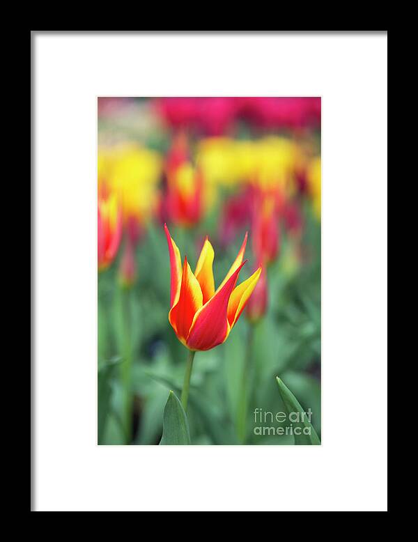 Tulip Fly Away Framed Print featuring the photograph Tulip Fly Away by Tim Gainey