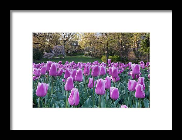 Flowerbed Framed Print featuring the photograph Tulip Garden by Visualfield