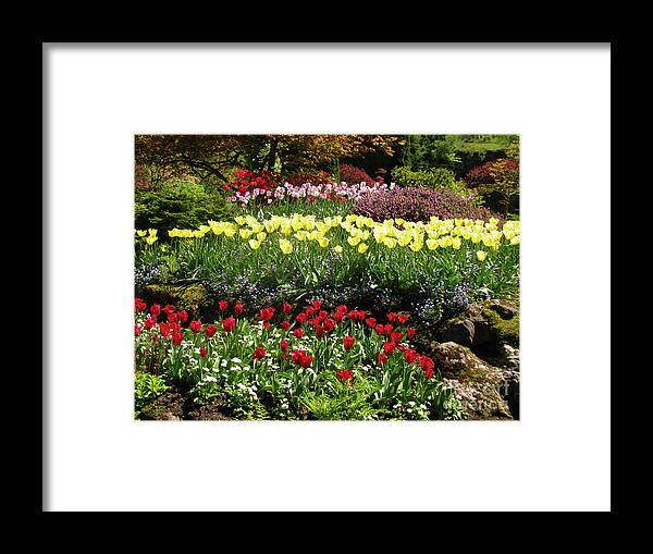 Tulip Gardens Framed Print featuring the photograph Tulip Gardens by Terri Brewster